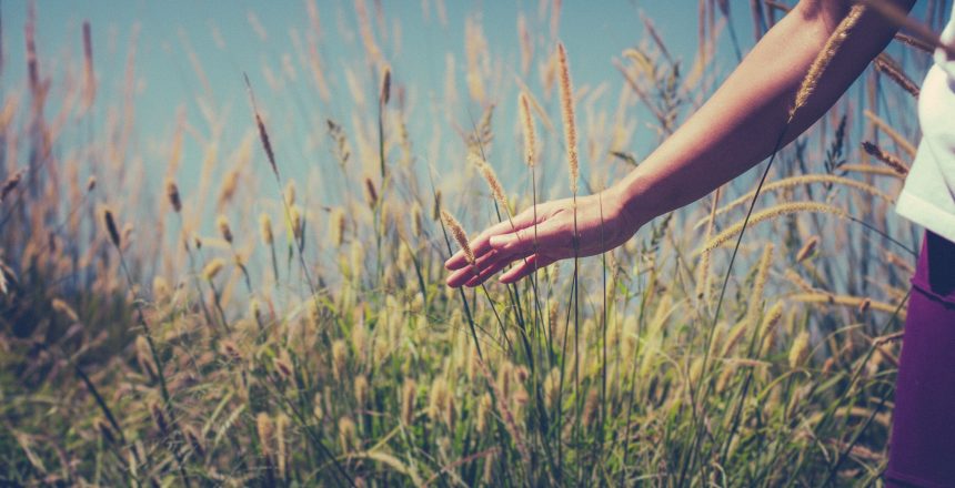 Person in Wheat Field Religious Stock Photograph